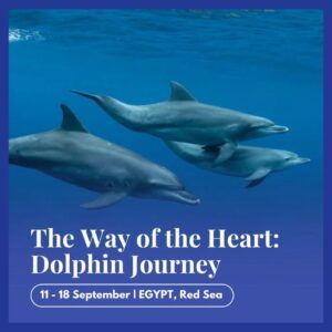 Retreats 2027 frame dolphin